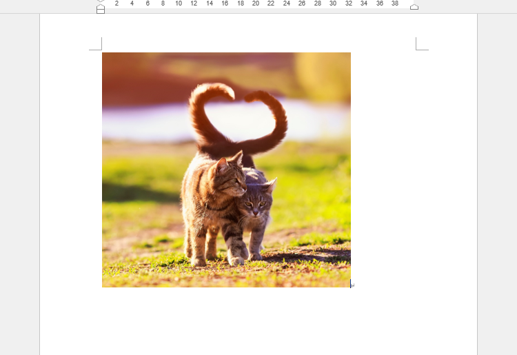 画像をトリミングすることができる